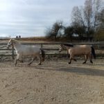Rocky und Willi